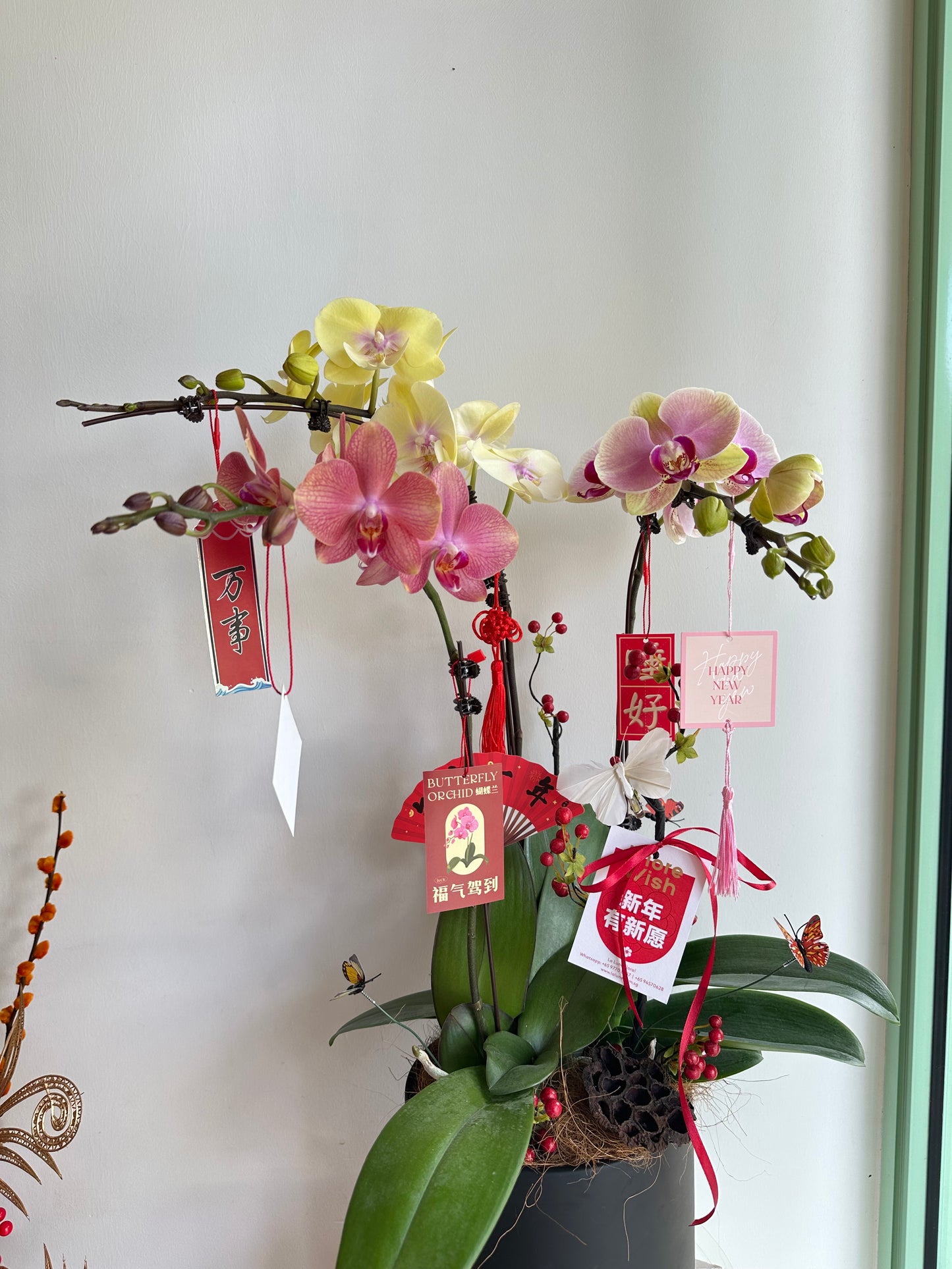 2025 CNY Phalaenopsis Potted蝴蝶兰年宵花