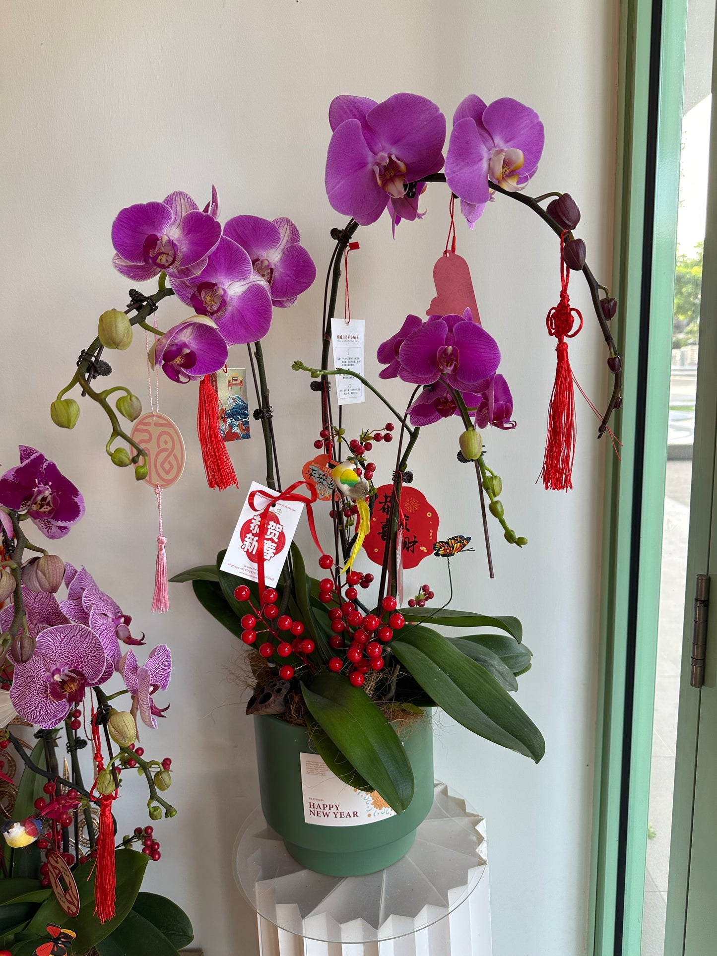 2025 CNY Phalaenopsis Potted蝴蝶兰年宵花