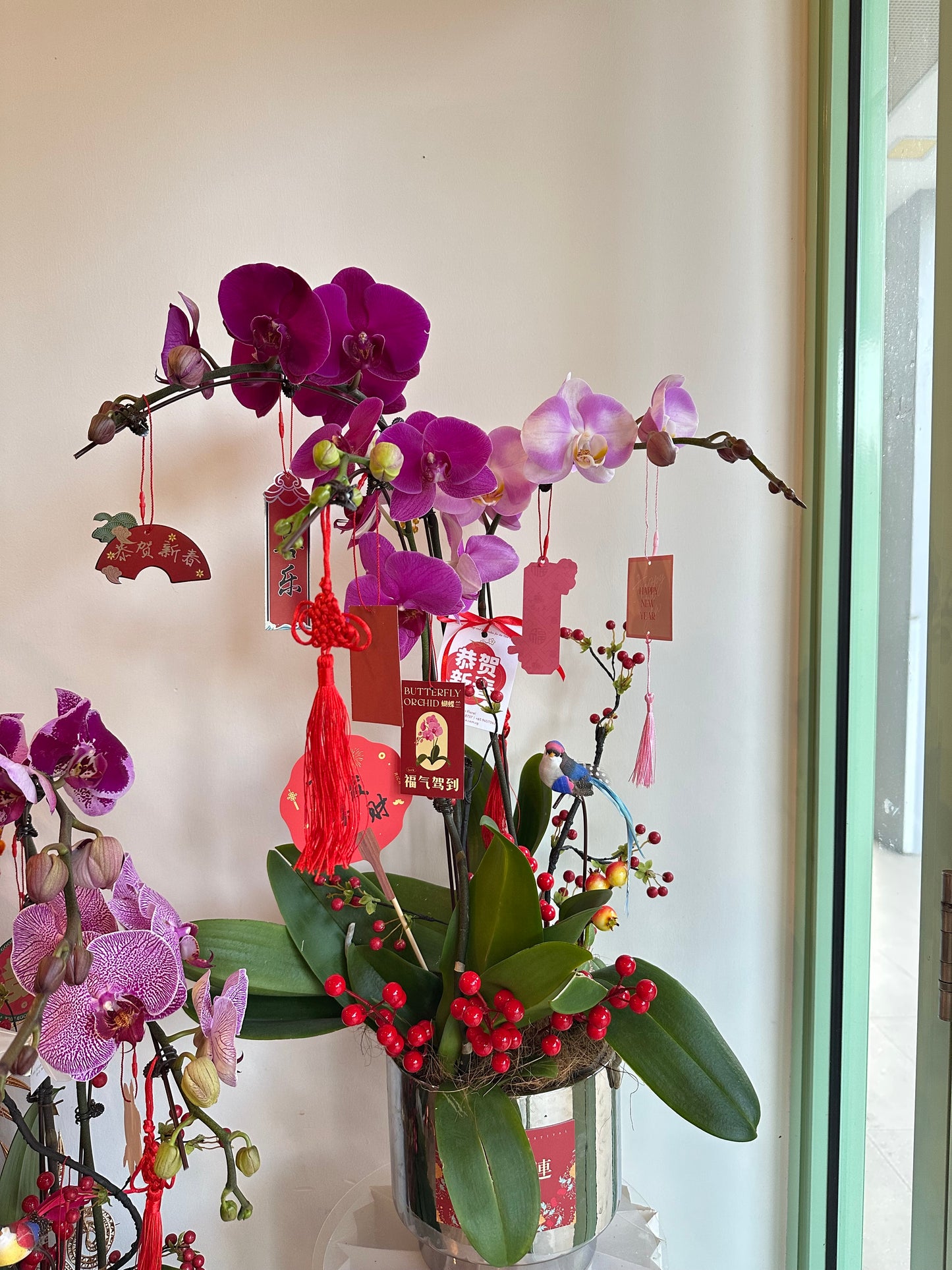 2025 CNY Phalaenopsis Potted蝴蝶兰年宵花