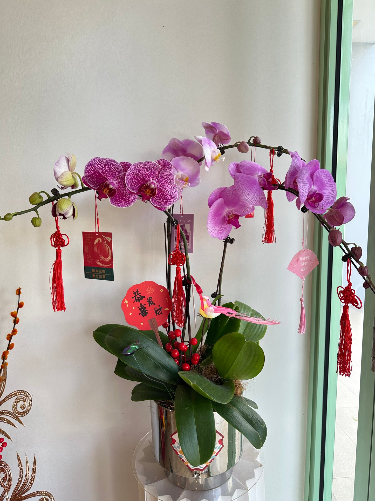 2025 CNY Phalaenopsis Potted蝴蝶兰年宵花